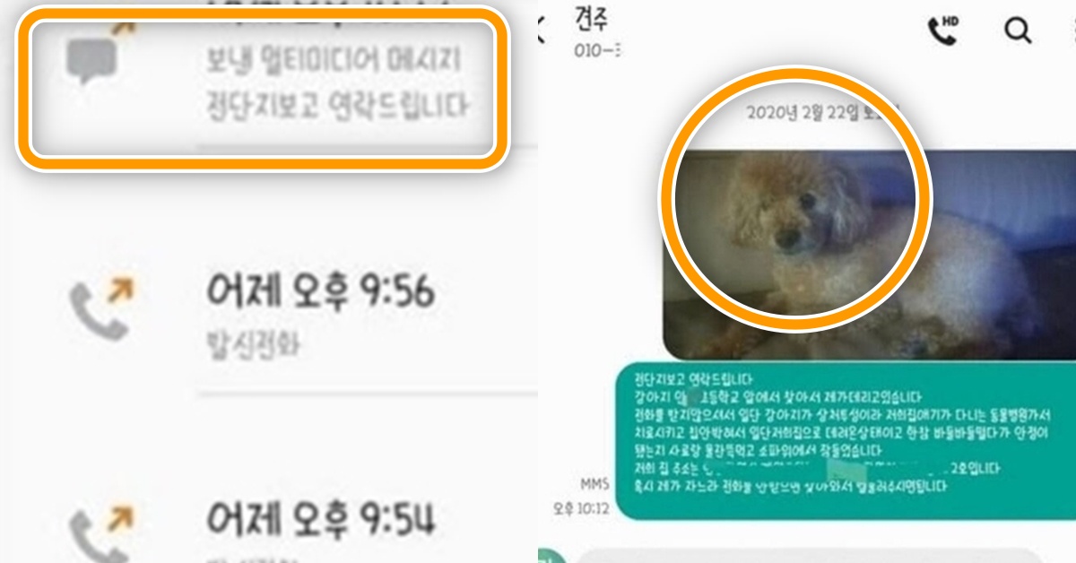 “여기 있어요” 실종 강아지 전단지보고 연락하자 원래 견주가 내뱉은 ‘충격적인 말’