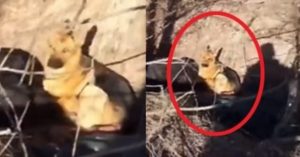 러시아군 총에 죽은 우크라이나 주인 곁을 끝까지 지킨 강아지