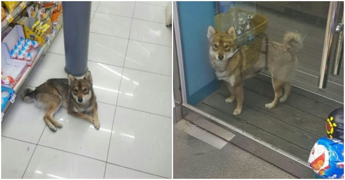 한밤중 갑자기 편의점에 찾아온 강아지의 정체 (+반전)