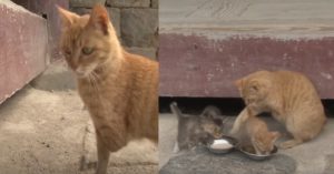 ‘세 발’ 어미 고양이가 아기들을 지키기 위해 한 놀라운 행동