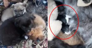 “러시아군 폭격 잔해 속 강아지들이 아기 고양이를 보호하고 있었습니다” (+사진)
