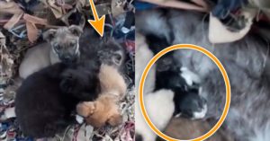 무참한 러시아군 폭격 잔해 속.. 아기 고양이 몸으로 보호하고 있던 강아지들 발견 (사진)