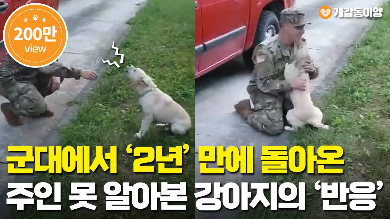 군대에서 돌아온 주인 못 알아보고 멍멍짖다 뒤늦게 알아차린 강아지 '반응'