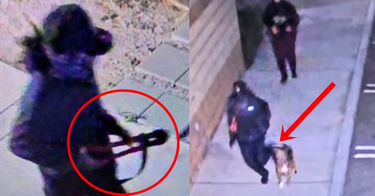 절단기로 문 부수고 강아지 3마리 훔쳐 도망간 도둑들의 충격적인 정체 (+CCTV)