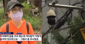 “서울 금천구에서 목이 없는 아기 고양이 2마리 사체가 발견됐습니다” (+CCTV)