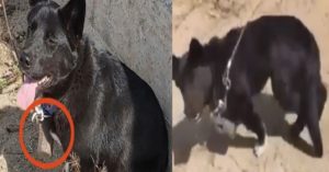 ‘무거운 쇳덩이’ 강아지 목에 매달고 훈련 시킨 주인에게 법원이 내린 판결 수준 (+이유)