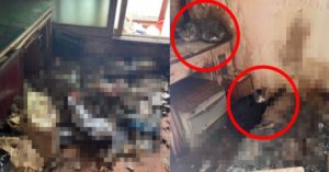 “고양이 13마리가 쓰레기 가득 찬 광주 아파트에 방치된 상태입니다” (+주인 태도)