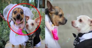 요즘 갑자기 미국에서 진행돼 찬사받은 ‘강아지 결혼식’의 실제 내용 (+장면)