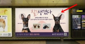 “여러분 강아지 성형 해드립니다” 요즘 서울 압구정 지하철 광고 근황 (+사진)