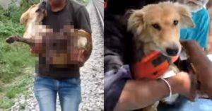기차에 치여 다리 3개 잃은 강아지가 구조되자 보인 놀라운 행동