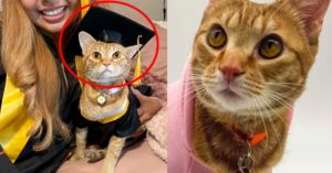 “역대급 천재묘” 고양이가 미국 명문대 텍사스 대학교 오스틴 졸업할 수 있었던 이유