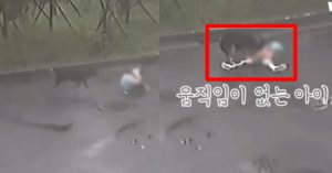울산 아파트 단지 ‘개물림’ 8살 아이 사냥 사건 택배기사의 반응 (+CCTV)