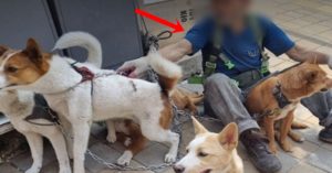 서울 종로구에서 강아지 5마리 묶고 폐지 주우러 다니는 노인의 역대급 태세전환