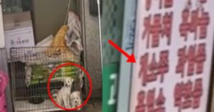 경기도 성남 모란시장에서 불법 “개소주” 판매 간판 앞에 전시된 아기 강아지