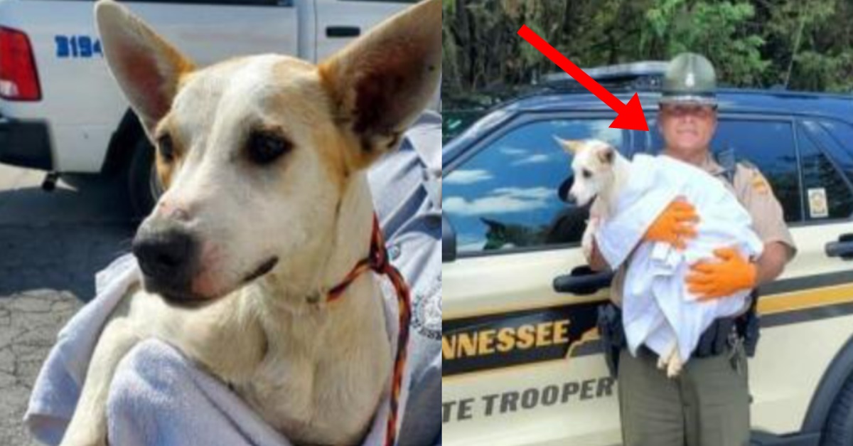위험한 고속도로에서 떠돌아다니는 강아지 발견한 경찰이 한 감동적인 행동 (+결말)