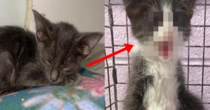 페이스북에 입양 공고 사진 올라가자마자 입양 된 고양이가 지은 표정 (+사진)