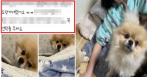“울산 소방관이 당근마켓에서 잃어버린 강아지 애타게 찾고 있는 주인에게 강아지를 품에 안겨줬습니다”