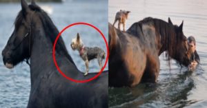 물에 빠진 강아지를 말이 살려주는 감동 사건의 진실 (+사진)