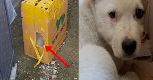 “경기도 일산의 보호소 앞에서 작은 박스 안에 버려져 벌벌 떨고 있는 강아지가 발견됐습니다”