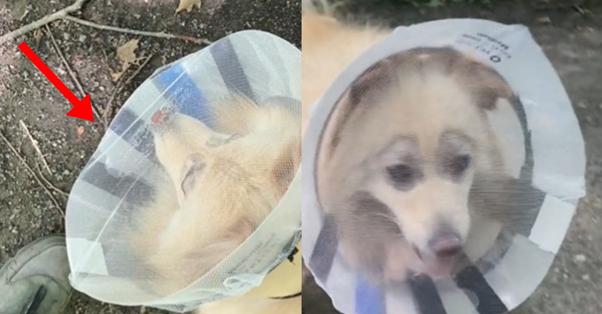 백내장 수술 받고 처음으로 앞을 볼 수 있게 된 강아지가 보인 눈물겨운 반응 (+사진)