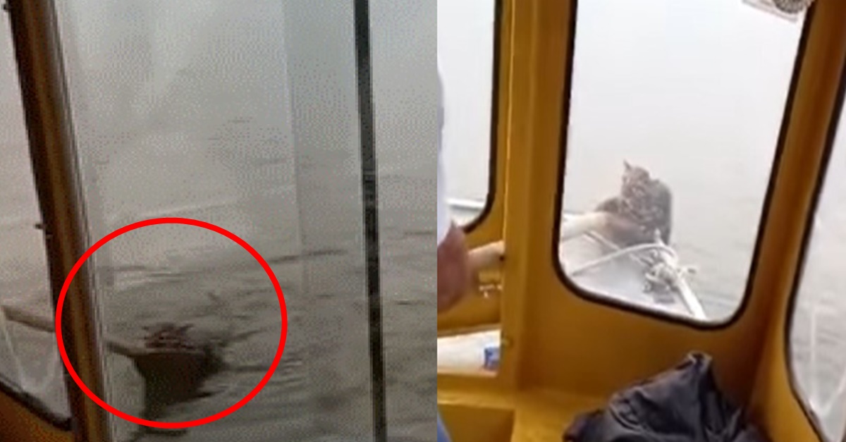 “보트 타고 등교 하던 중 물에서 허우적거리고 있는 아기 고양이를 구조해 어미 고양이를 찾아줬습니다”