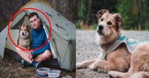눈 앞에서 친구의 죽음을 목격한 남성이 7년 동안 강아지와 함께 한 놀라운 일
