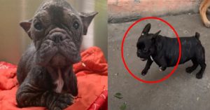 중국에서 개고기로 팔려가던 ‘세 다리’ 프렌치 불도그에게 일어난 놀라운 일