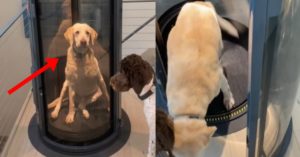 강아지 전용 엘리베이터가 있는 호화로운 가족의 안타까운 사연 (+사진)