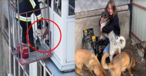 ‘우크라이나-러시아 전쟁’ 속 무너져 내리기 직전의 아파트에서 간신히 구조된 강아지 상황