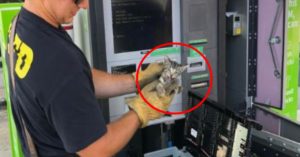 현금 자동 입출금기 안에 갇혀 울고 있던 고양이에게 생긴 기적 (+사진)