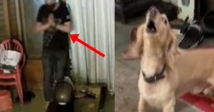 절도범이 집에 몰래 침입하지 주인 지키기 위해 강아지가 한 놀라운 행동 (+CCTV))