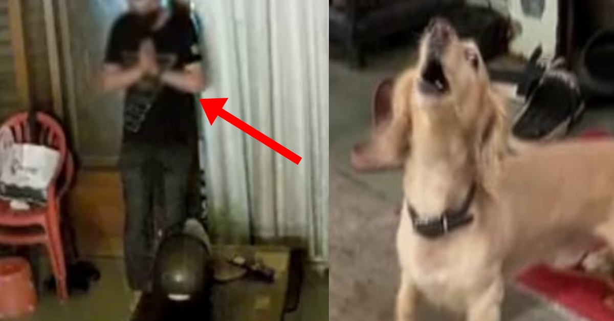 절도범이 집에 몰래 침입하지 주인 지키기 위해 강아지가 한 놀라운 행동 (+CCTV))