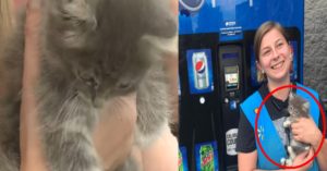 펩시 자판기 안에서 울부짖던 아기 고양이에게 찾아온 놀라운 기적