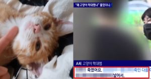 입양한 아기 고양이 13마리 떠나보낸 학대범의 충격적인 발언 (+뉴스)