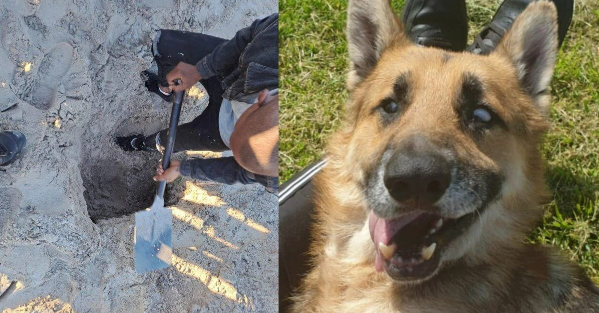 산 채로 모래 속에서 구조된 강아지가 마침내 되찾은 미소