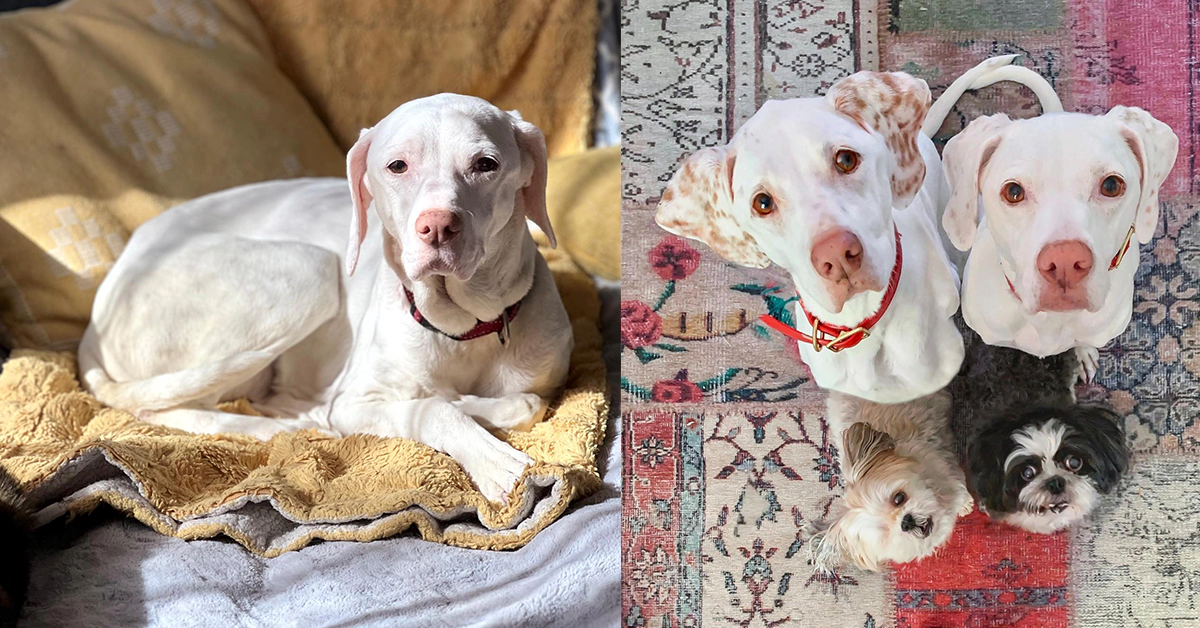 개 농장서 구조된 엄마 강아지, 헤어진 아기와 7년만에 재회한 순간