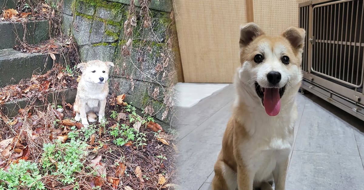 성남시 어느 터널.. 비에 쫄딱 젖은 채 버림받은 강아지가 ‘마침내 되찾은 미소’