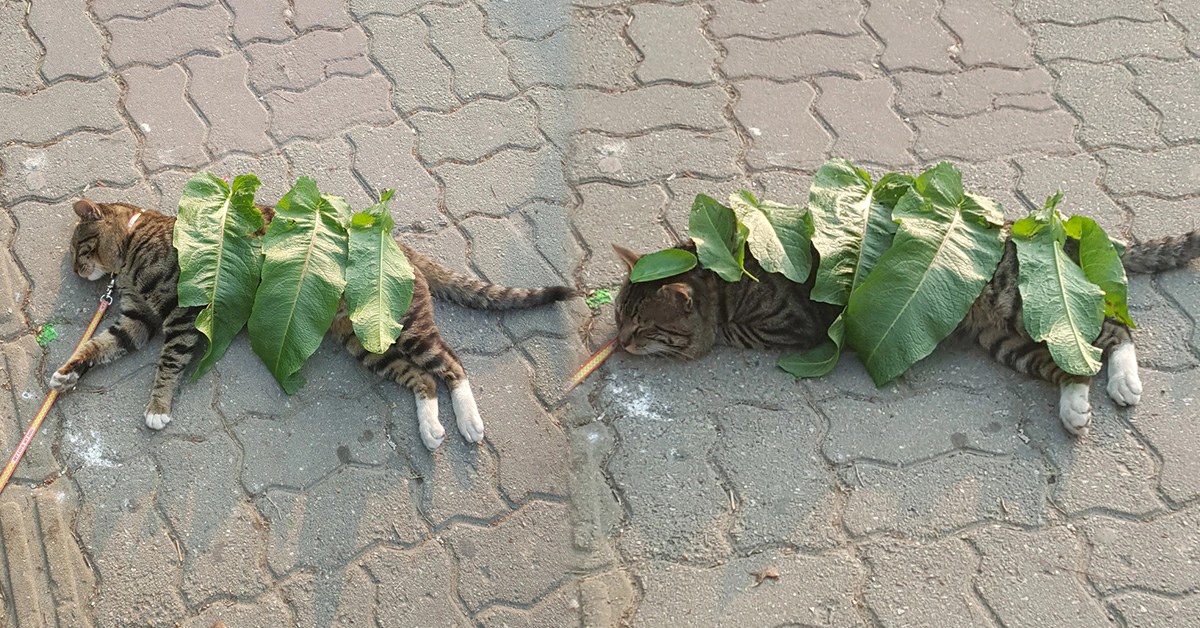 국내 커뮤니티 화제.. 길가에 자던 고양이가 ‘냥이 쌈밥’이 된 가슴 따듯해지는 이유