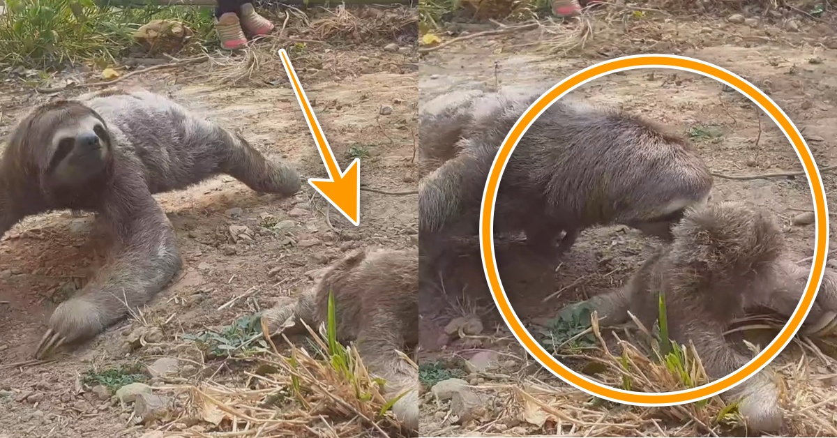 산불에서 구조된 엄마 나무늘보.. 죽은 줄 알았던 새끼 마주치자 보여준 ‘눈물나는 반응’