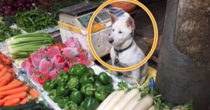 주인이 자리 비우는 즉시 ‘진지한 표정’ 사장님으로 돌변한다는 “야채 가게 강아지 이야기”