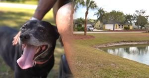 휠체어 채 물에 빠진 81세 할아버지.. 이 영웅 강아지가 ‘즉각 대응한 행동’
