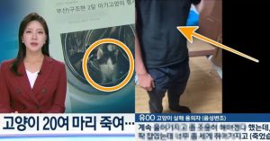 실시간 울산 새끼 고양이 24마리 살해한 20대 남성.. 경찰에 내놓은 ‘뻔뻔한 변명 수준’