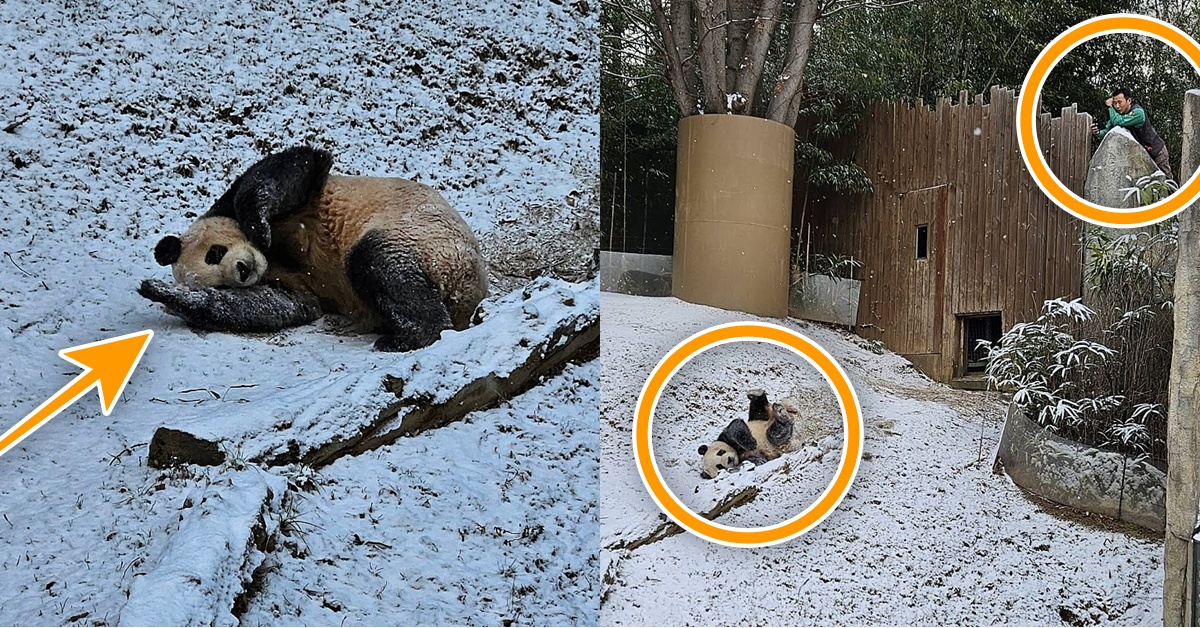 오늘처럼 눈오는 날.. 눈밭에서 누구보다 신나게 논다는 푸바오와 러바오 부녀 (움짤)