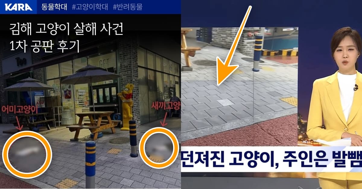 ‘김해 새끼 고양이 살해 사건’ 30대 남성 1차 재판에서 내뱉은 “뻔뻔한 진술”