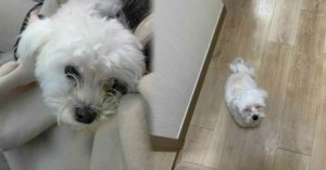 ‘국내 커뮤니티 화제’ 몇 달째 방치되고 버림받은 강아지가 사랑 받고 되찾은 눈부신 진짜 모습