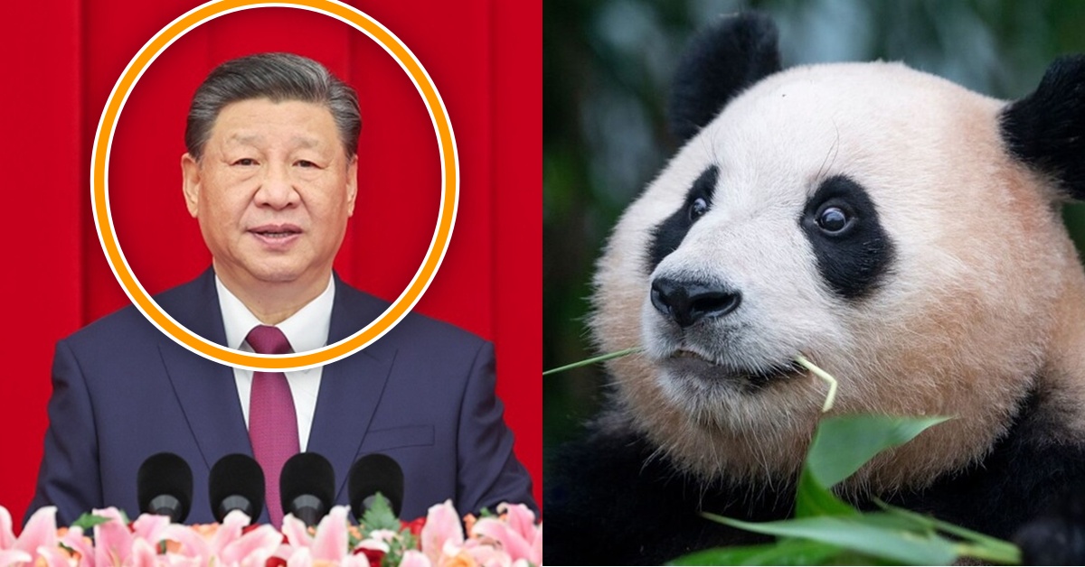“중국이랑 친해지면 푸바오 돌아오나?” 질문에 국제부 선임기자가 분석한 ‘판다 외교’