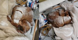 “최악의 한파” 눈보라 속에 버림받은 채 떨고 있던 강아지가 마침내 되찾은 ‘눈부신 모습’