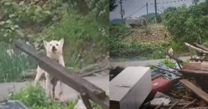 경기도 이천시, 폭우로 박살난 집 앞.. 한 강아지가 필사적으로 울던 “눈물 나는 이유”