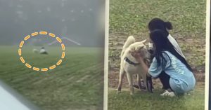 미국에서 실종된 국내 강아지, 2만3천km 떨어진 곳에서 구출한 엄마의 “터져나온 한마디”