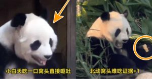 “푸바오도 반환되면 먹어야 해?” 심각한 수준 ‘중국 동물원 워토우’ 판다들 거부 반응 (움짤)